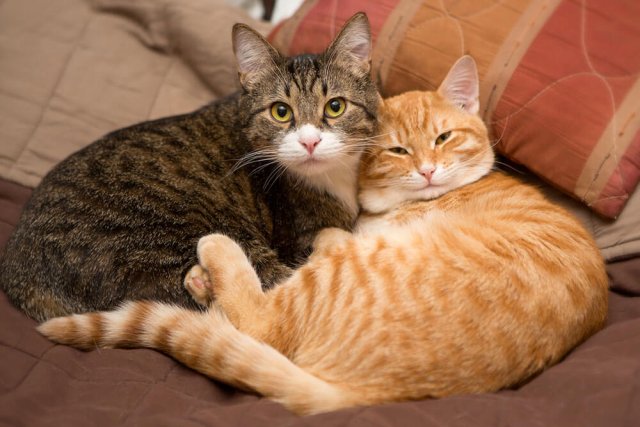 オス猫?メス猫?どちらがお好き?
