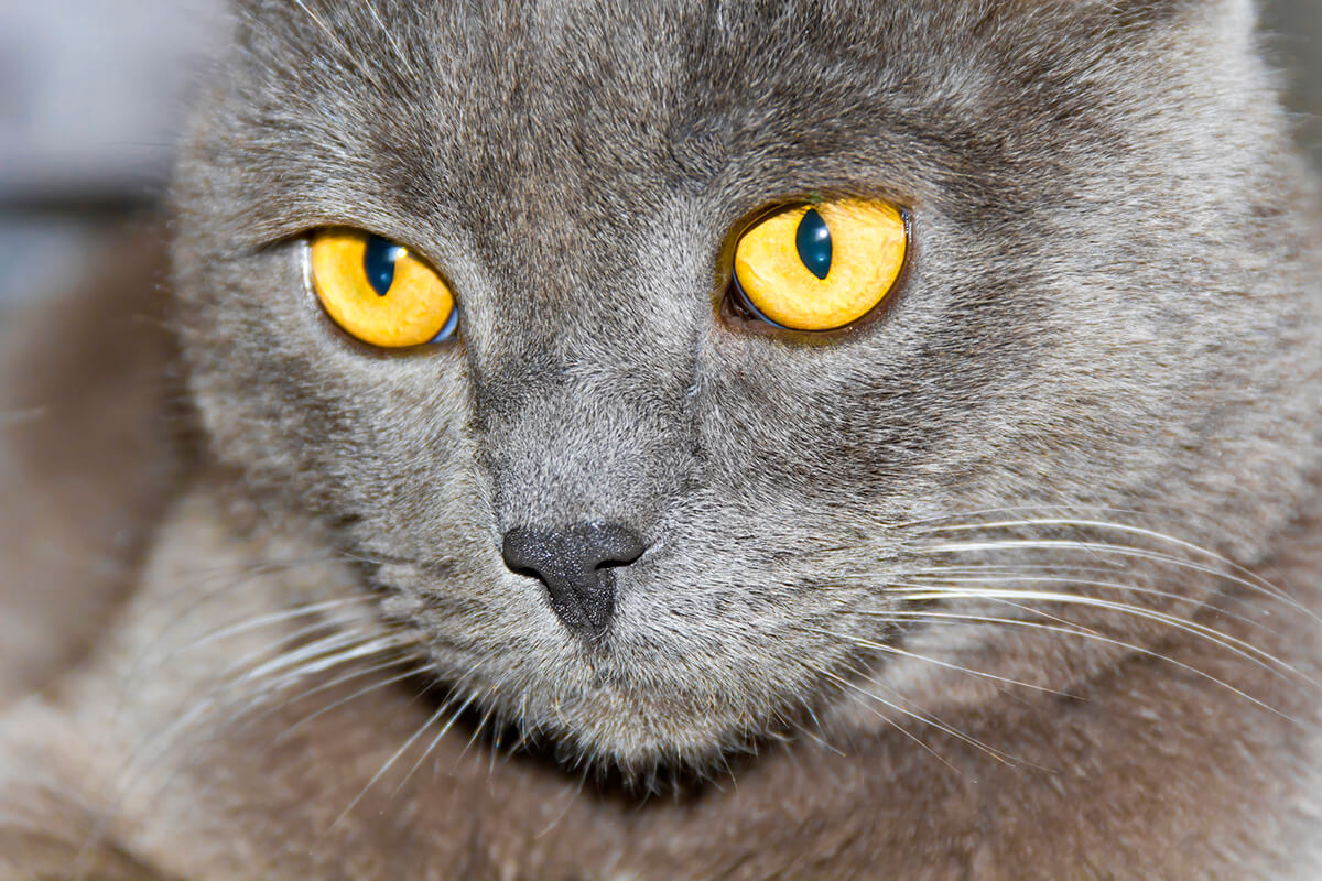 Photo of cat portrait with yellow eyes