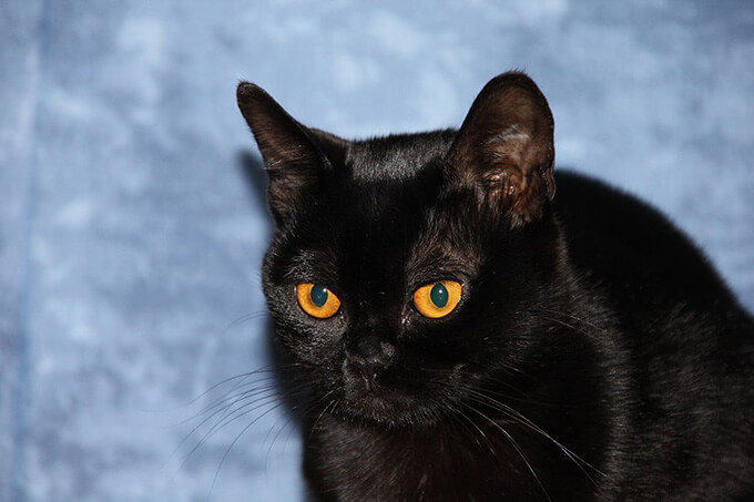 ボンベイ：猫の品種プロフィール、特徴、飼い方