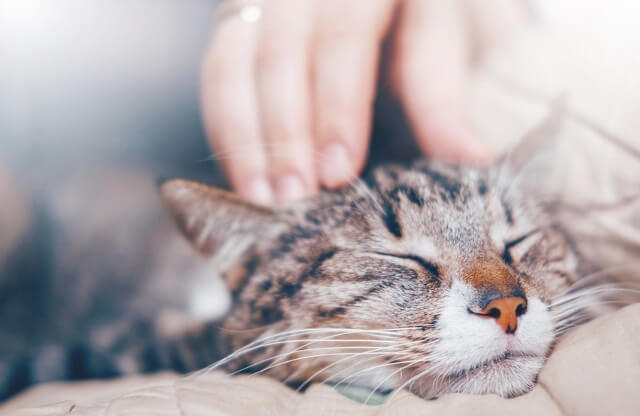 猫に長生きしてもらうために私たちができること 獣医師が解説 にゃんペディア