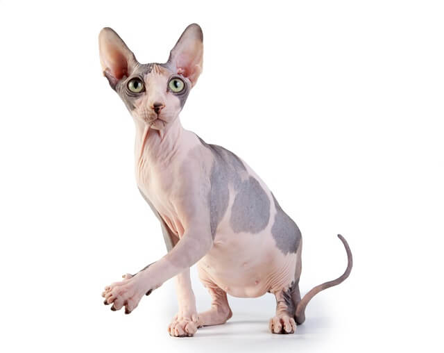 【獣医師監修】スフィンクスってどんな猫？性格や手入れの方法をご紹介！ にゃんペディア