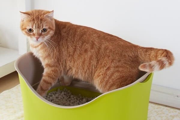 猫ちゃんが喜ぶ 快適なトイレの作り方 獣医師が解説 にゃんペディア