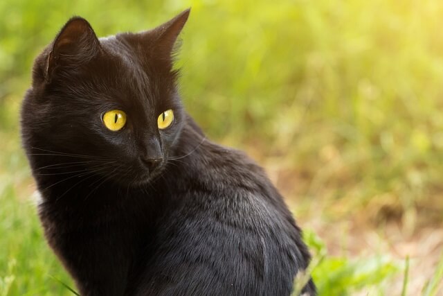 獣医師監修 飼いやすい黒猫ボンベイの性格や特徴をご紹介 にゃんペディア