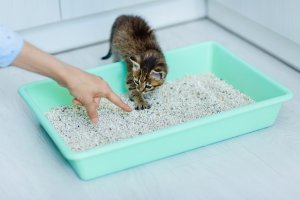 猫のトイレトレーニング