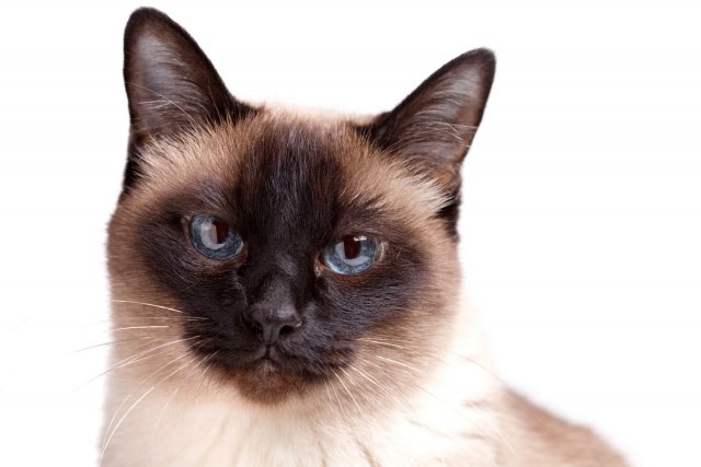 獣医師監修 タイ生まれの猫シャム サイアミーズ の性格や特徴は にゃんペディア