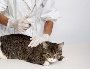 Veterinary doctor treats domestic cat, makes injection