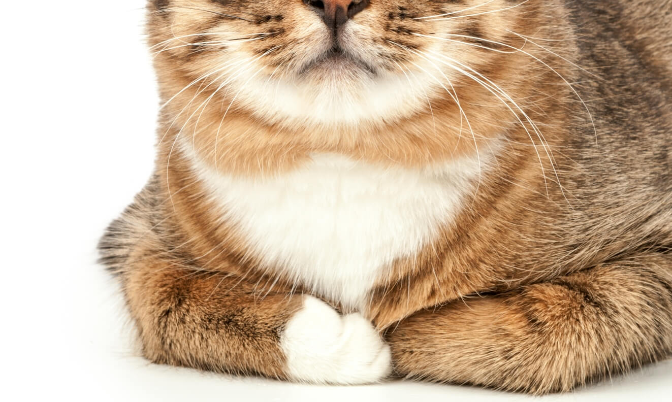 Pet. Cat isolated on a white background