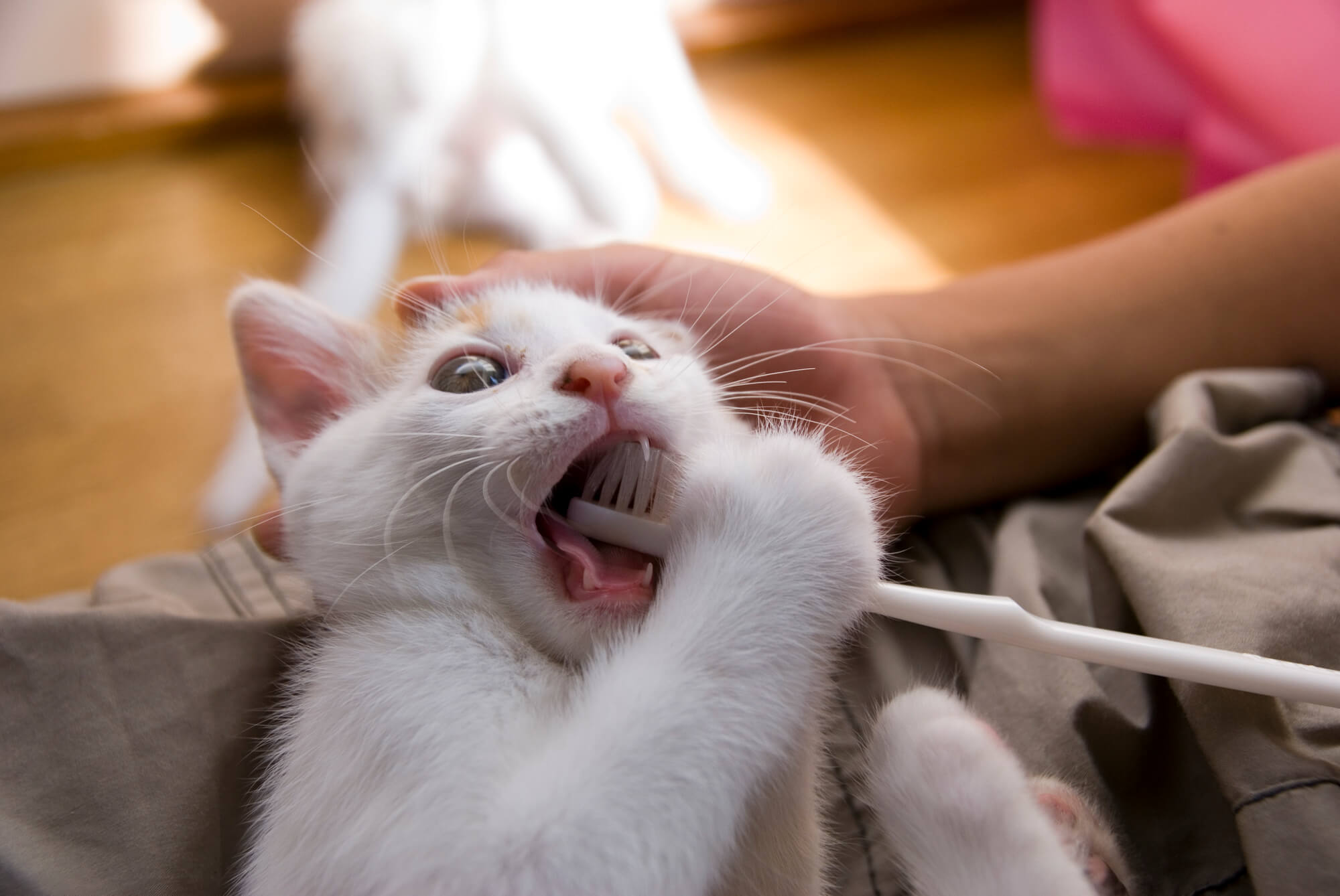 猫の寿命を延ばす歯磨きの仕方って 獣医師が解説 にゃんペディア