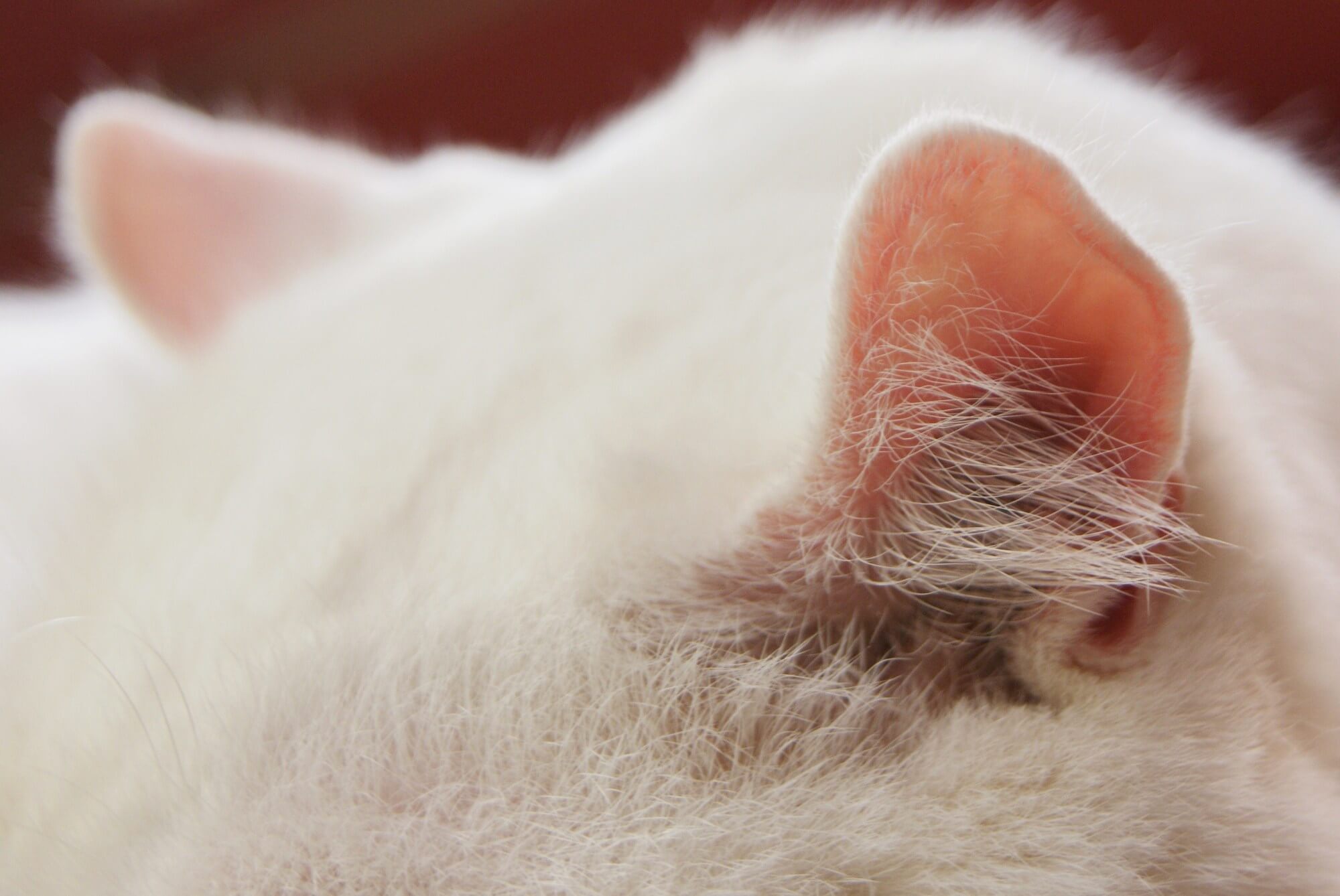 獣医師が教える猫ちゃんの耳のお手入れ方法 獣医師が解説 にゃんペディア
