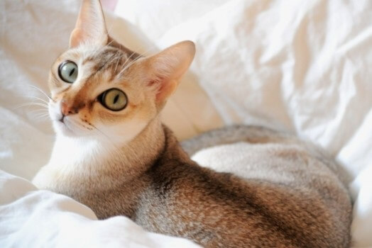 獣医師監修 最小の猫シンガプーラの大きさや体重などを解説 にゃんペディア