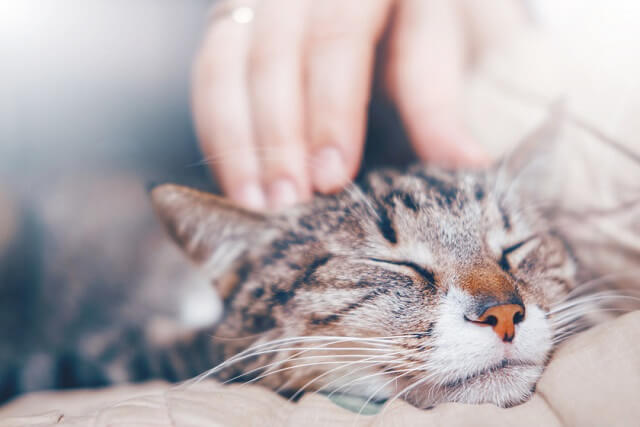 子猫よりも可愛い 大人猫の魅力 にゃんペディア