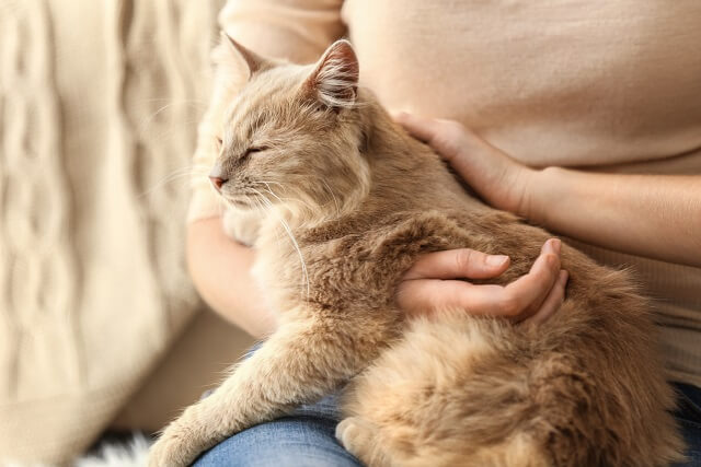 野良猫からうつる病気 室内飼いのススメ にゃんペディア