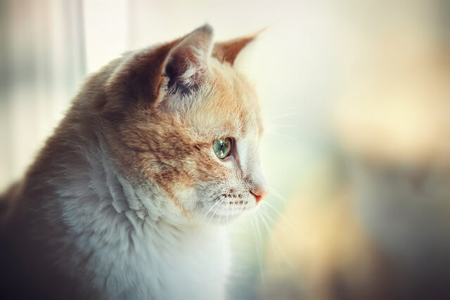 Portrait of a red cat watching in the window