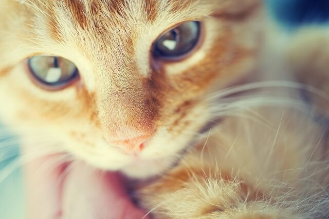 つぶる 猫 片目 猫の目に異変！？ 片目が開かなくなったミックの治療体験記