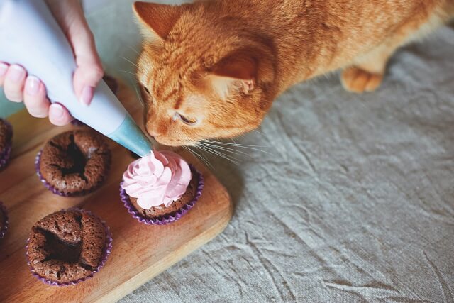 愛猫の糖尿病と上手に付き合っていくために 獣医師が解説 にゃんペディア