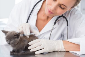 猫ワクチン接種