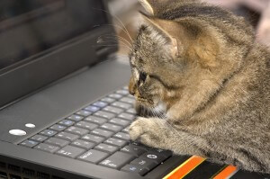 パソコンを占領する猫