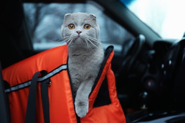 猫と一緒に車に乗るときに気を付けたいこと 獣医師が解説 にゃんペディア