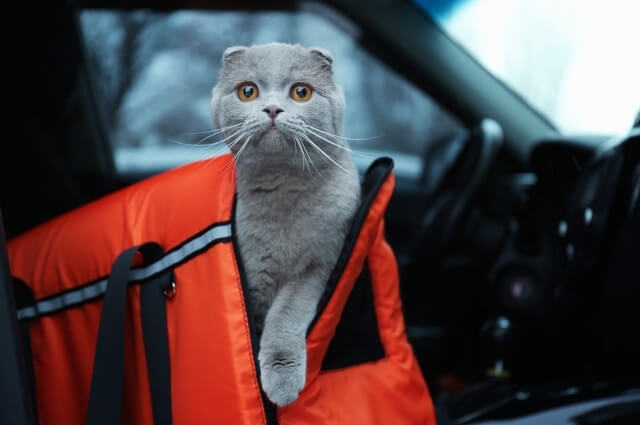 猫と一緒に車に乗るときに気を付けたいこと【獣医師が解説】  にゃん 