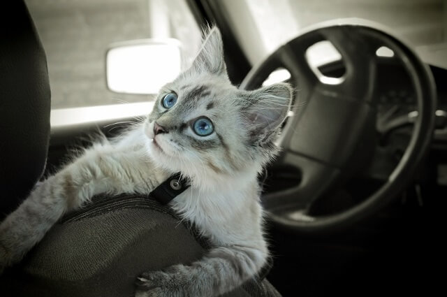 猫と一緒に車に乗るときに気を付けたいこと 獣医師が解説 にゃんペディア