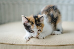 Cute kitten staring