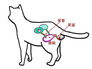 猫の尿路結石症【獣医師が解説】  にゃんペディア