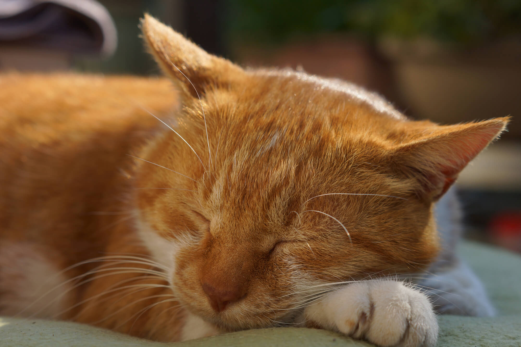 高齢の猫ちゃんが寝ている時に注意すべきこと 獣医師が解説 にゃんペディア