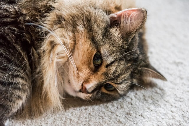 猫の悪性腫瘍 扁平上皮がん 獣医師が解説 にゃんペディア