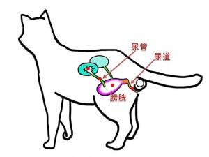 オス猫の泌尿器模式図