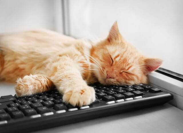 猫がテレビ パソコンの上に乗るのはなぜ 獣医師が解説 にゃんペディア