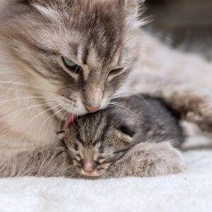 子猫がメスの場合、母猫は追い出さず、一緒に次の子猫を育てることも。十分な食糧がある場合は子猫を追い出す必要がなく、逆に子育てを手伝ってくれるメリットが得られるためと考えられています。