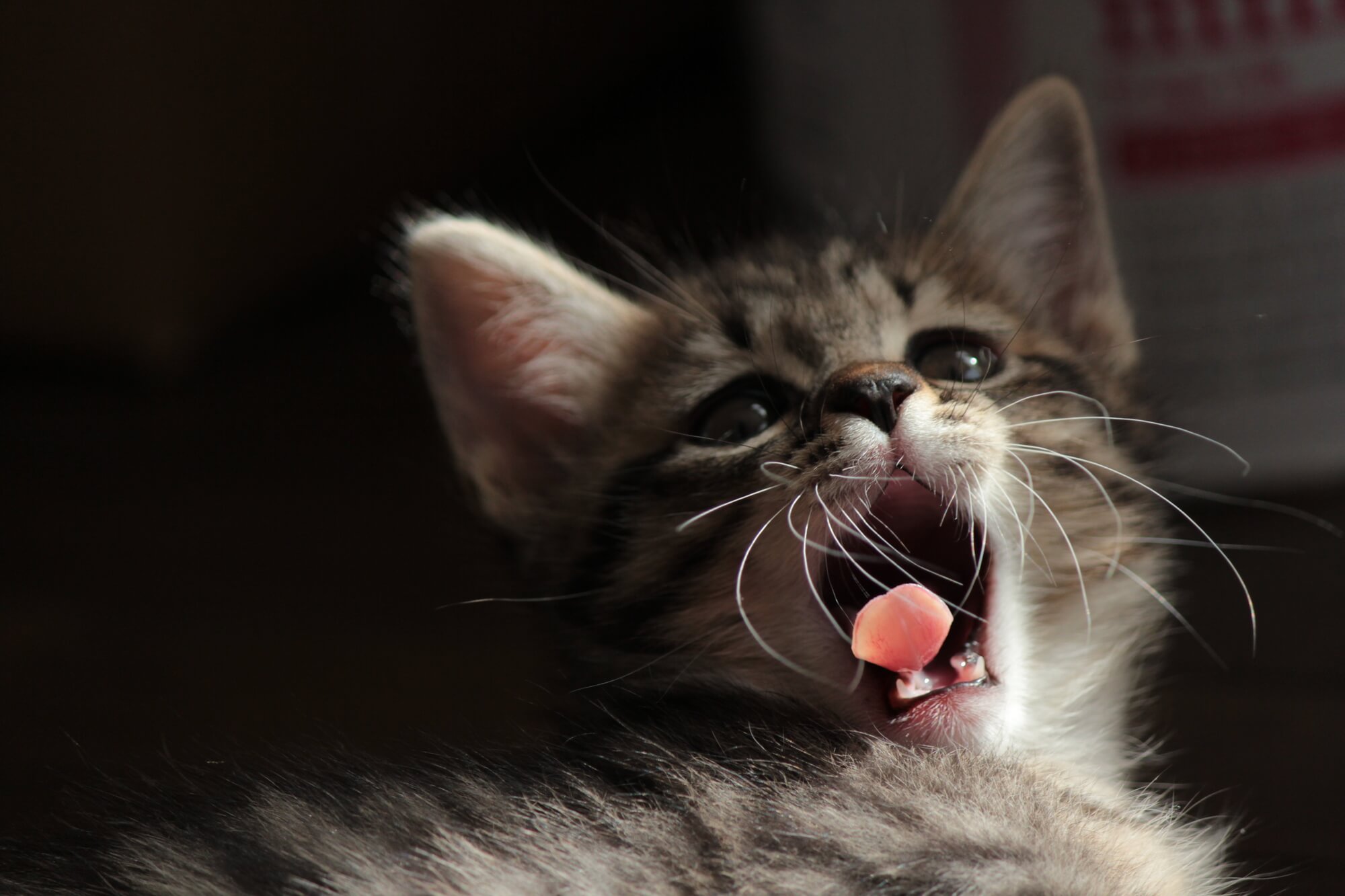 歯が抜けてしまうことも！猫の歯周病とは【獣医師が解説】  にゃん 