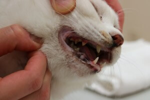 歯周病の猫
