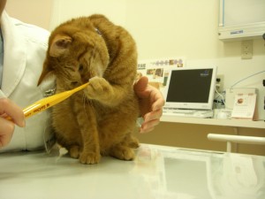 猫歯磨き慣らし方２