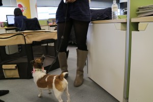 犬が遊ぶための大きなサークル（写真左）がオフィスに用意されています。