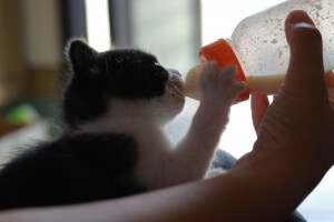 子猫にミルク２