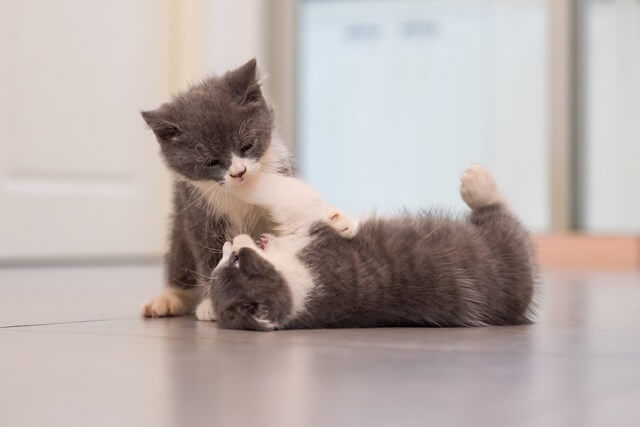 猫のケンカにはきちんとしたルールがあった にゃんペディア