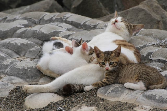 猫の回虫症【獣医師が解説】  にゃんペディア