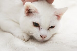 目に傷のある白猫