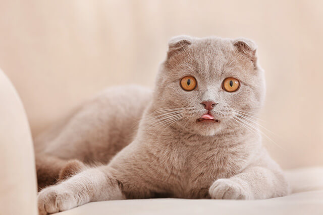 猫が舌を出しているのはなぜ 獣医師が解説 にゃんペディア