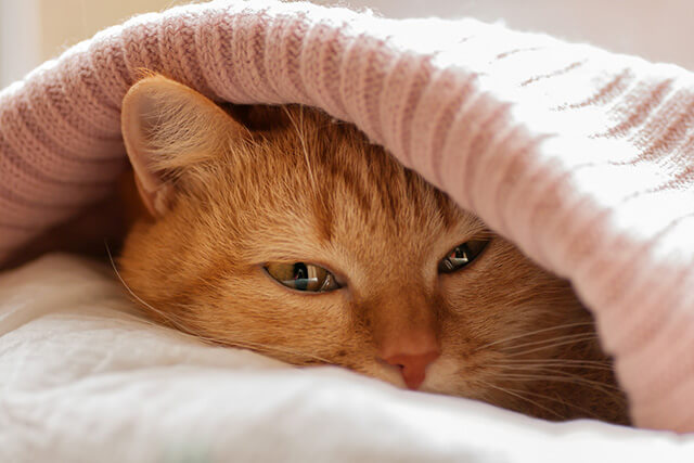 猫風邪の症状って 治療法も解説 にゃんペディア