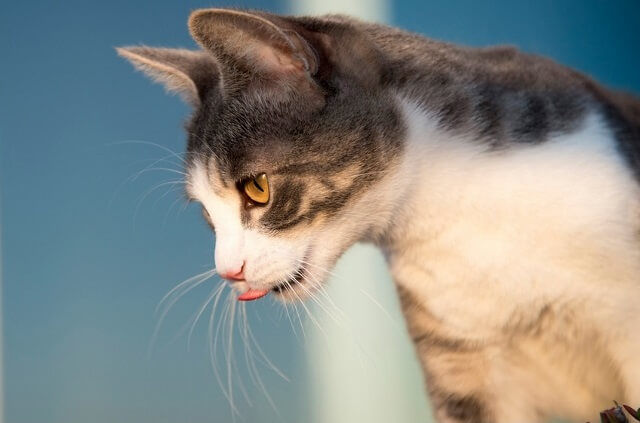 猫が舌を出しているのはなぜ？【獣医師が解説】  にゃんペディア
