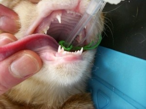 生え変わり途中の猫の歯