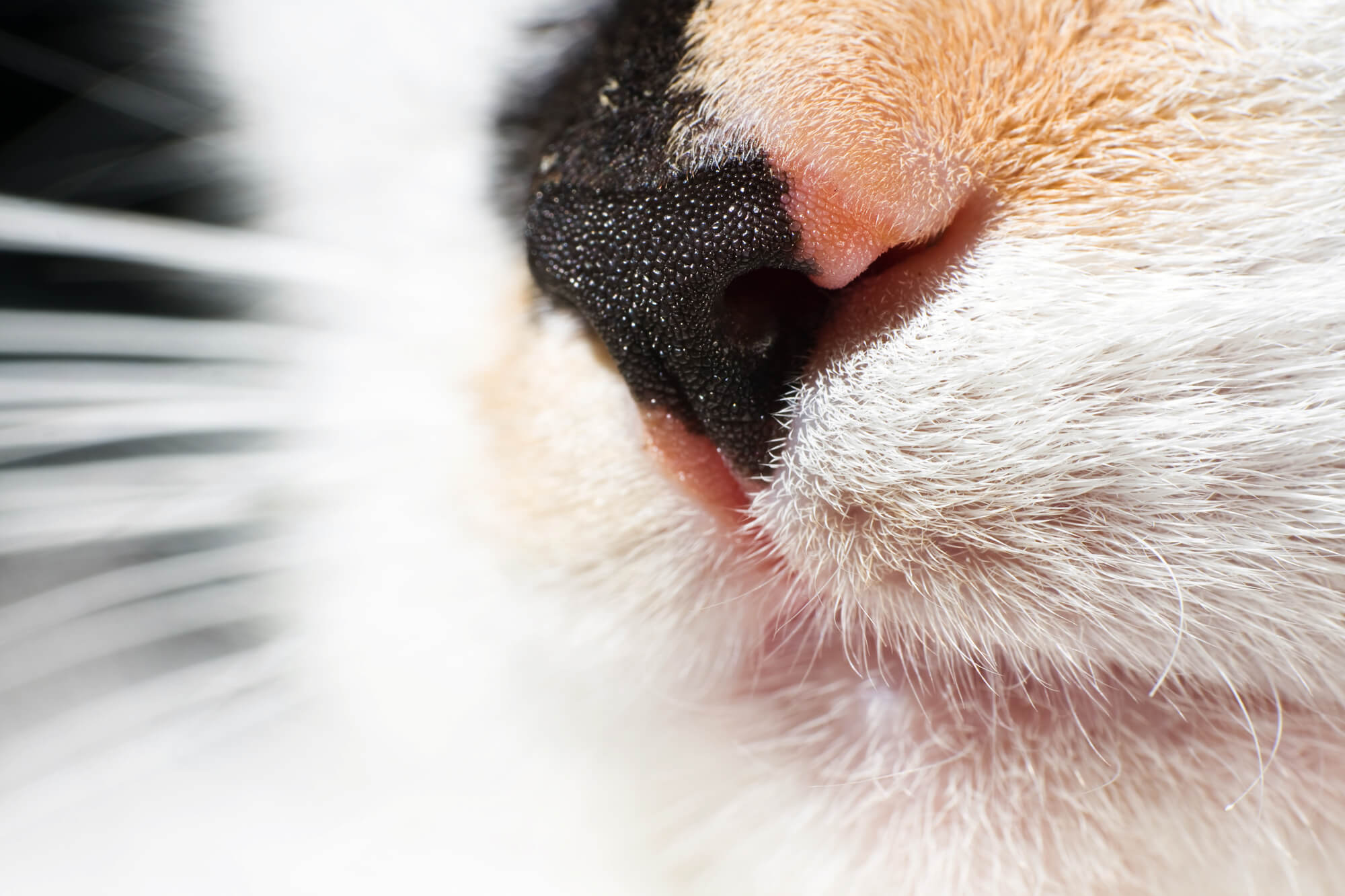 どんな匂いも嗅ぎ分ける 猫の鼻の不思議 にゃんペディア