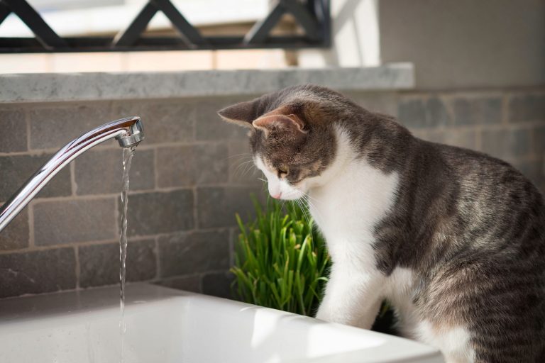 猫が水を飲まない 上手な水の飲ませ方とは 獣医師が解説 にゃんペディア