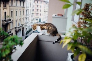 gatto appostato su parapetto di balcone guarda in strada
