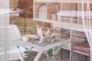 Cute cat with tasty dessert and cup of coffee on table in cafe, view from outside