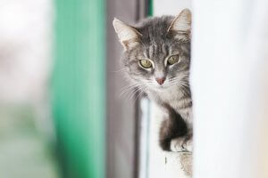 tabby cat afraid of peeking around the corner