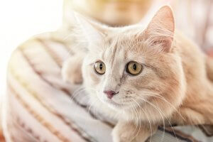 Beautiful fluffy cat breeds Persian Angora closeup. A horizontal frame.