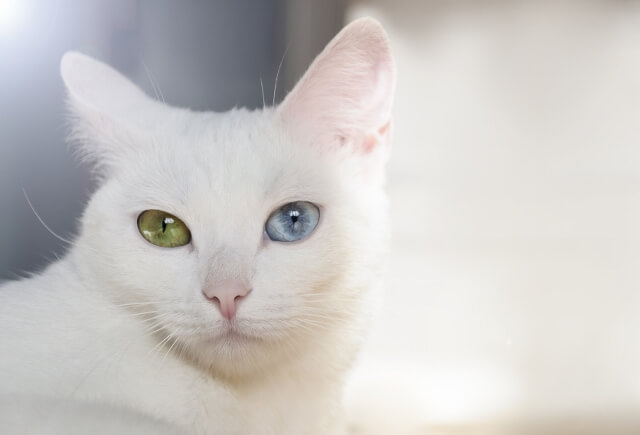 Beautiful snow-white pedigreed cat with amazing different multi-colored eyes on a sunny day.